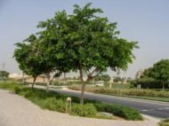 🌿 فيكس بونجاميا – Pongamia pinnata gabaseed