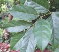 🌿 فيكس بونجاميا – Pongamia pinnata gabaseed