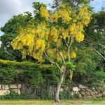 🌿 بذور كاسيا فيستيولا – Cassia fistula