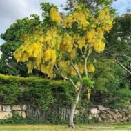 🌿 بذور كاسيا فيستيولا – Cassia fistula