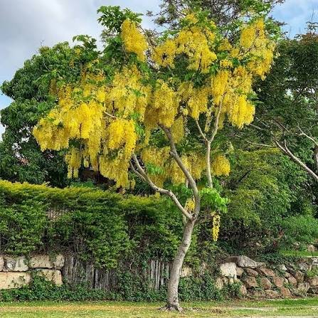 🌿 بذور كاسيا فيستيولا – Cassia fistula
