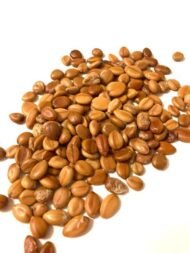 🌿 بذور كاسيا فيستيولا – Cassia fistula gabaseed