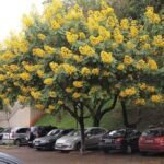 🌿 بذور كاسيا سبيكتابيليس – Senna spectabilis
