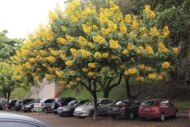 🌿 بذور كاسيا سبيكتابيليس – Senna spectabilis