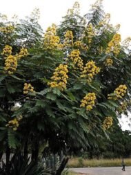🌿 بذور كاسيا سبيكتابيليس – Senna spectabilis gabaseed