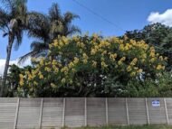🌿 بذور كاسيا سبيكتابيليس – Senna spectabilis gabaseed