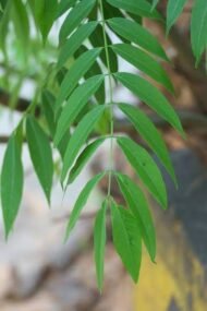 🌿 بذور كاسيا سبيكتابيليس – Senna spectabilis gabaseed