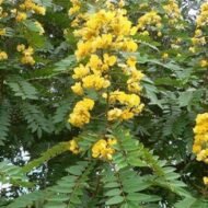 🌿 بذور كاسيا سبيكتابيليس – Senna spectabilis gabaseed