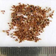 بذور كافور بلدي Eucalyptus tereticornis gabaseed