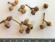 بذور كافور بلدي Eucalyptus tereticornis gabaseed
