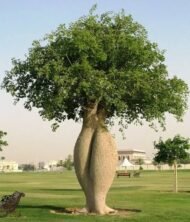 – Silk Floss Tree – Floss Silk Tree – Palo Borrachoمن أسمائها المتداولة: كوريزيا – كوريزيا مزهرة – شجرة زجاجة الحرير – شجرة الحرير