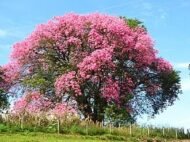 – Silk Floss Tree – Floss Silk Tree – Palo Borrachoمن أسمائها المتداولة: كوريزيا – كوريزيا مزهرة – شجرة زجاجة الحرير – شجرة الحرير