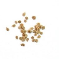 بذور الطماطم Solanum lycopersicum gabaseed