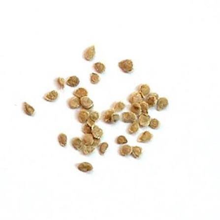 بذور الطماطم Solanum lycopersicum gabaseed