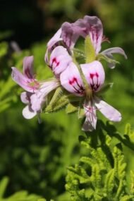 🌿 العِترة – Pelargonium graveolensgabaseed