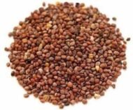 🌿 فجل – Raphanus sativusgabaseed.