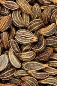 🌿 بقدونس – Petroselinum crispumgabaseed.