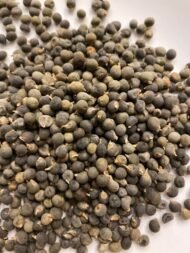 🌿 بذور البامية – Abelmoschus esculentusgabaseed