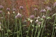 gabaseedAllium porrum الكرات
