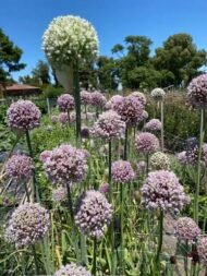 gabaseedAllium porrum الكرات