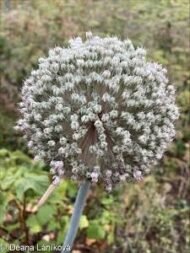gabaseedAllium porrum الكرات