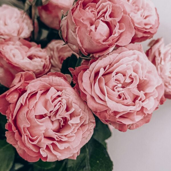 gabaseedflowers