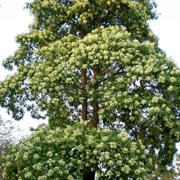 Alstonia scholaris