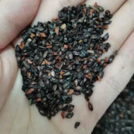 بذور الكافور الليموني – Eucalyptus citriodora gabaseed