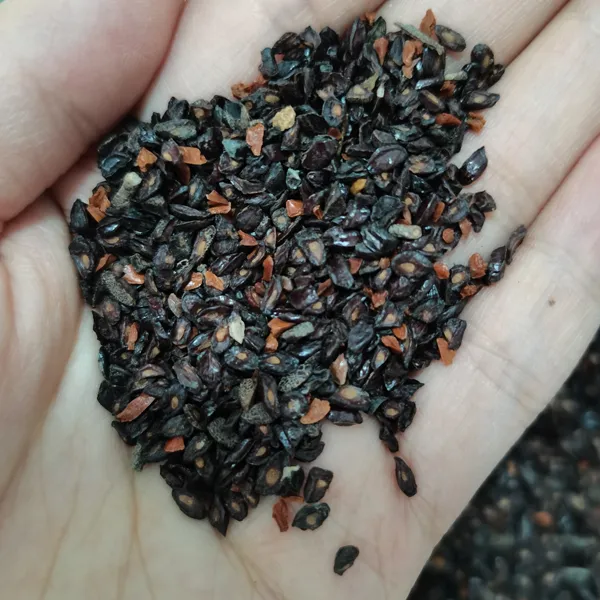بذور الكافور الليموني – Eucalyptus citriodora gabaseed
