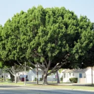 بذور فيكس الأمريكي – Ficus altissima gabaseed