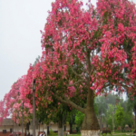 – Silk Floss Tree – Floss Silk Tree – Palo Borrachoمن أسمائها المتداولة: كوريزيا – كوريزيا مزهرة – شجرة زجاجة الحرير – شجرة الحرير
